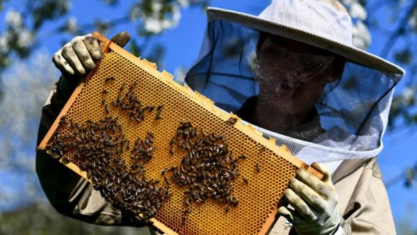 Биологи предупреждают о глобальном вымирании пчел из-за нового вируса