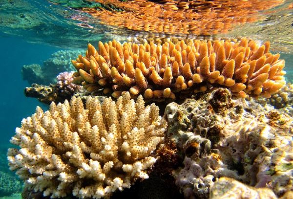 Большинство кораллов Большого Барьерного рифа обесцветилось