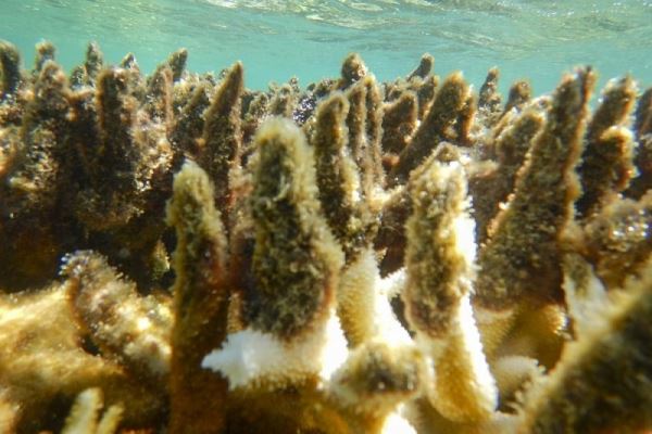 Большинство кораллов Большого Барьерного рифа обесцветилось